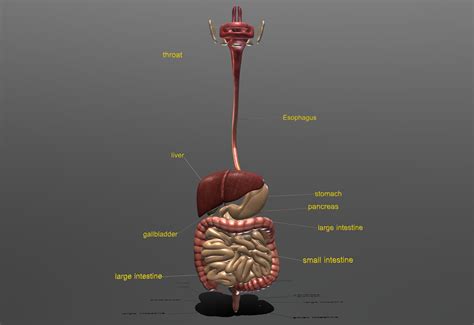 Torso Model Digestive System