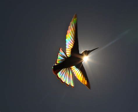 Amazing Shots of a Rainbow Hummingbird Captures Natural Phenonmena