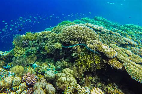 Coral Garden - an underwater destination on Talikud Island - Fun In The ...