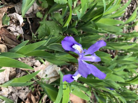 Iris cristata (Crested Iris, Dwarf Crested Iris, Iris) | North Carolina ...