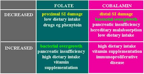 What Causes B12 Deficiency In Dogs