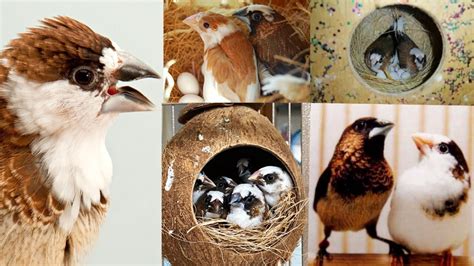 Bengalese Society Finch Breeding Info |finches birds breeding tips ...