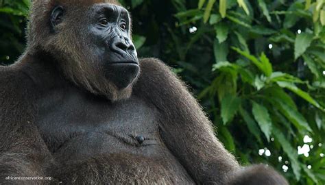 Conservation Groups Launch Campaign to Save Last Cross River Gorillas - Cross River Gorilla