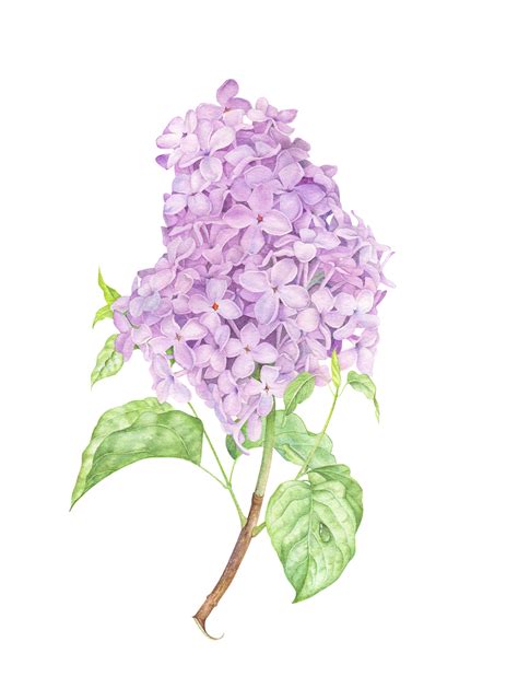 Lilac watercolor illustration :: Behance