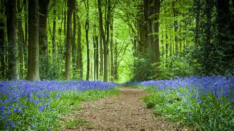 Forest, Path, Flowers, Spring - iPhone Wallpapers