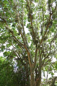 Sycamine Tree Fruit | Fruit Trees