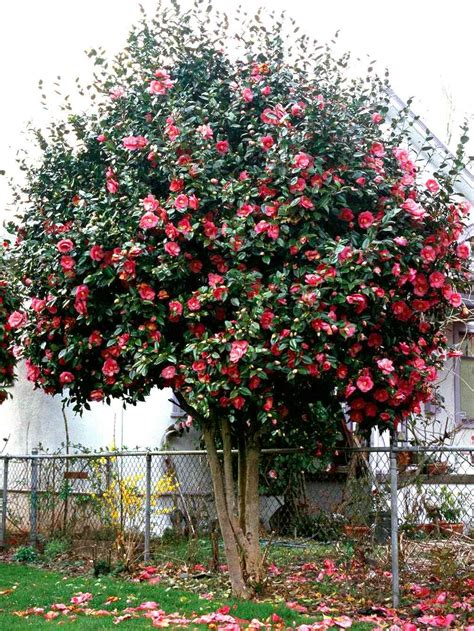 How to Plant and Grow Camellia