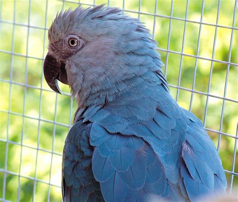 Spix's Macaw Facts, Temperament, Pet Care, Housing, Pictures | Singing Wings Aviary