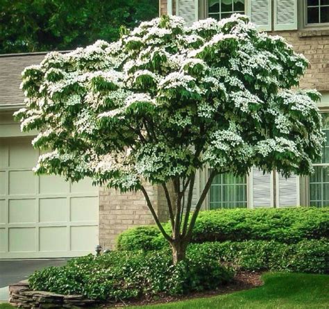 White Kousa Dogwood Tree | Stunning White Blooms - PlantingTree ...