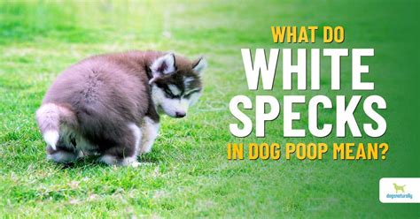 White Specks In Dog Poop - Dogs Naturally