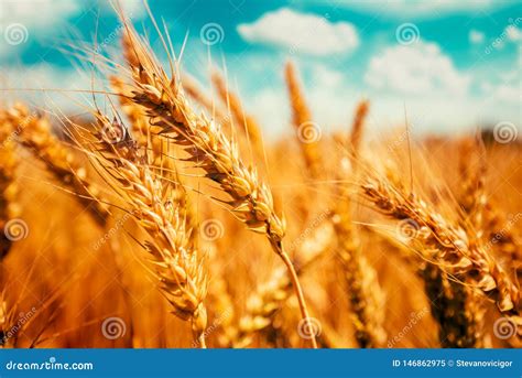 Perfect Barley Field with Sky and Clouds in Background Stock Image - Image of people, focus ...