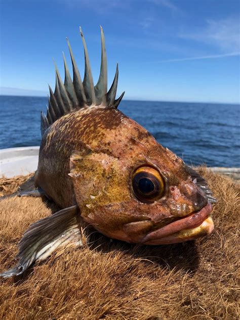 Overfished Declaration for Quillback Rockfish off California Likely to Limit Fishing | NOAA ...