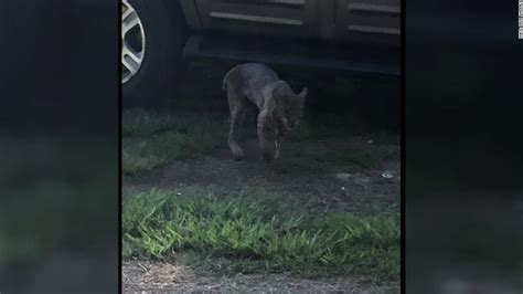 Georgia woman says she killed rabid bobcat with bare hands - CNN