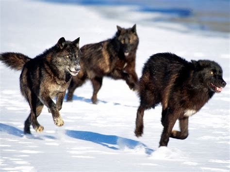 black wolf pack | Howling For Justice