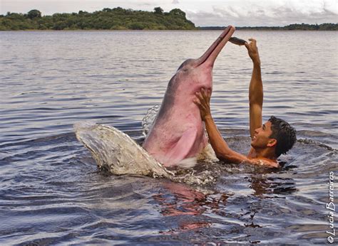 Lumba-lumba Pink, Predator Puncak Sungai Amazon yang Suka Bermain ...