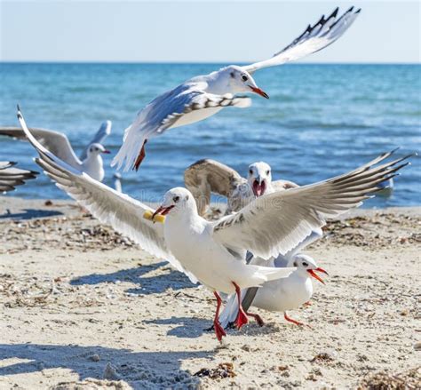 Sea gulls on the beach stock photo. Image of coastline - 131079878