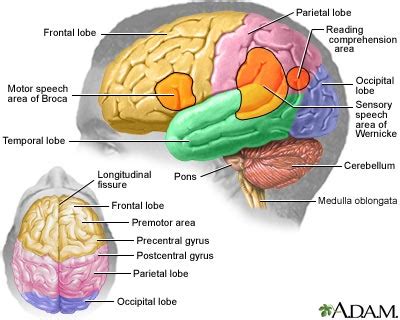 Short Term Memory and Long Term Memory - MemoryHealthCheck