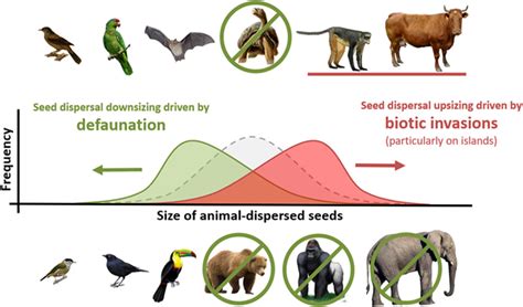 Special Issue: Frugivory & Seed Dispersal | Oikos Journal