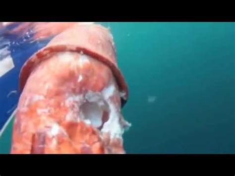 Giant Squid Attacked by Shark!! - YouTube