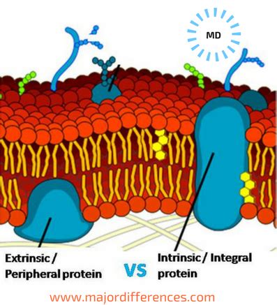 7 Differences between Intrinsic and Extrinsic Membrane Proteins