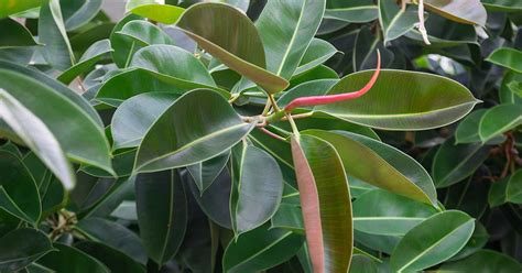 How to Grow and Care for Rubber Tree Plants (Ficus elastica)