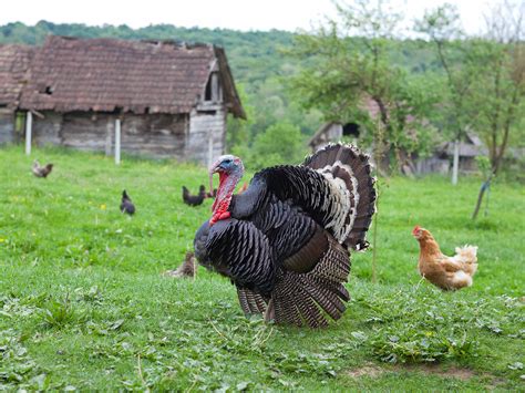 The First Thanksgiving Feast for Grades 3–5 | Scholastic