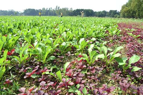 Joyful mixed crops in winter