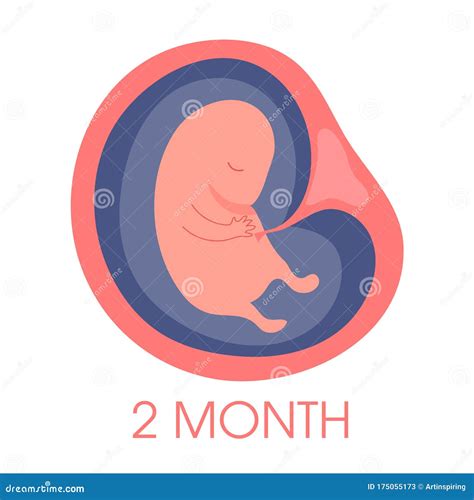 Embryo in Womb Second Month. Fetal Development and Growth during Stock ...