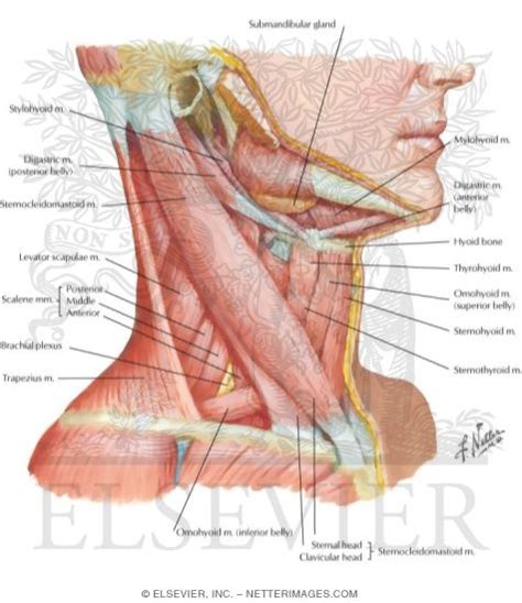 Neck Muscle Diagram Labeled