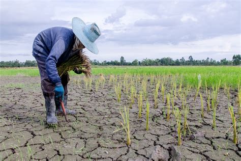 Increasing Climate Resilience in Crops - Foundation for Food ...