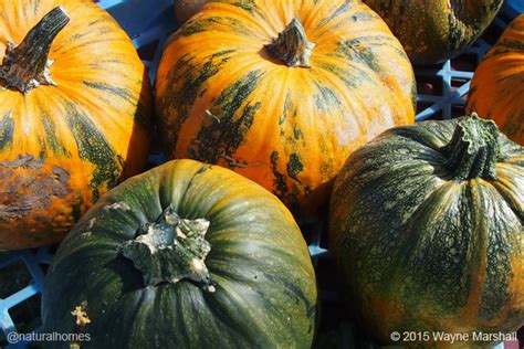 Pumpkin Seeds