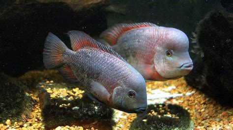 Cichlid Addicted with Jim Cumming