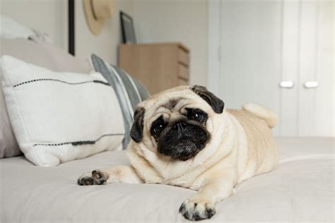 Pug Breed: Characteristics, Care Photos BeChewy | atelier-yuwa.ciao.jp