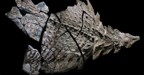 Nodosaur Fossil Discovered Accidentally by Canadian Miners