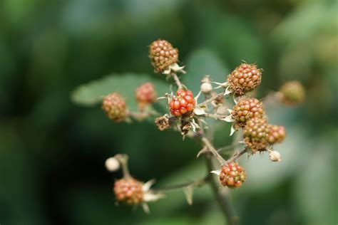 Free picture: leaf, nature, berry, bramble, fruit, plant, sweet, organic