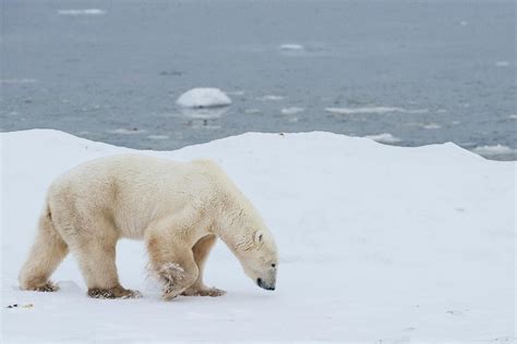 Polar bear habitat - WWF Arctic