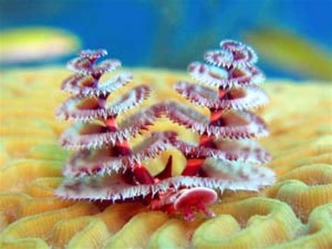 The Coolest Underwater Animals: The 15 Most Unusual Sea Creatures ...