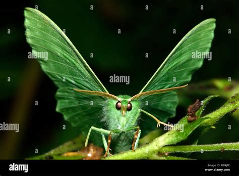 Large emerald moth (Geometra papilionaria). An impressive green moth in the family Geometridae ...