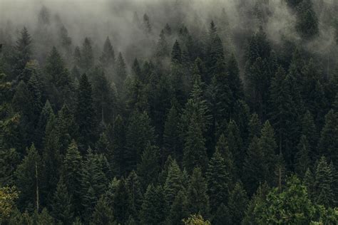 #Trees #Green #Fog #Forest #Shroud Top view #5K #wallpaper #hdwallpaper #de… | Tree desktop ...