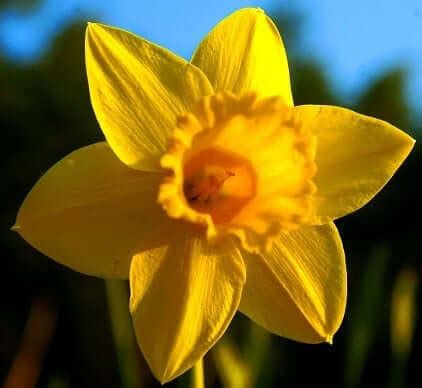 Daffodil Symbolism: Peaceful State Of Mind - SunSigns.Org