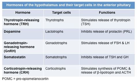 Pituitary Gland Hormones List