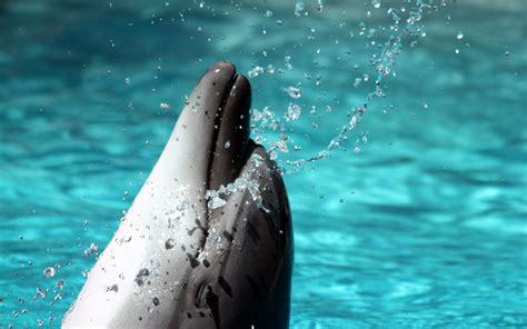 Dolphin Wallpapers | Best Wallpapers