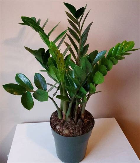 Zamioculcas Zamiifolia ZZ Plant Zee Zee Plant Zizi Plant - Etsy ...