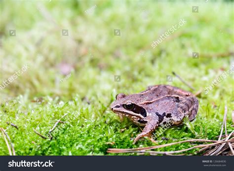 Frog In Its Natural Habitat In A Woodland, Wild Frog Stock Photo 126684830 : Shutterstock