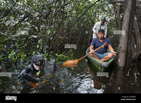 tracking the released amazonian manatees in the flooded forest Stock ...