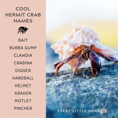 Pet Hermit Crab Names