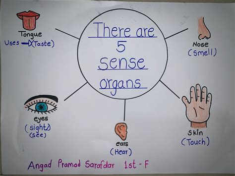 Sense organs in 2023 | Science experiments kids, Senses, Drawing for kids