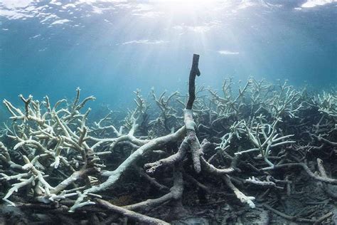 Half the World's Coral Reefs Destroyed by Climate Change - The St Kitts ...