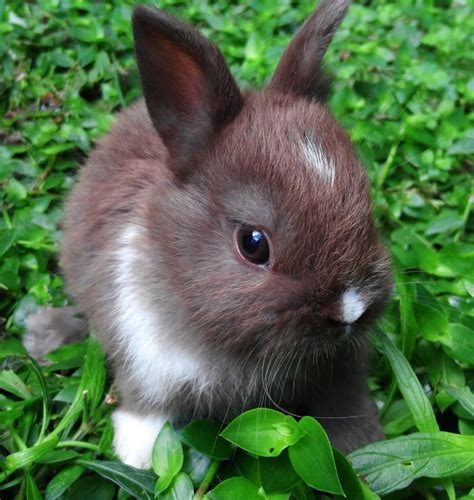 baby rabbits - Google Search Pet Bunny, Bunny Rabbits, Cute Little ...