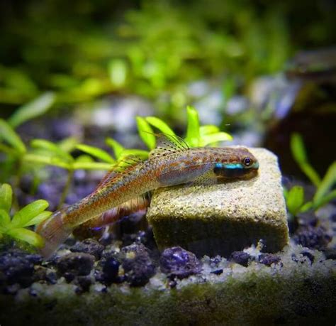 20 Smallest Freshwater Aquarium Micro Fish That STAY Small | Tropical ...